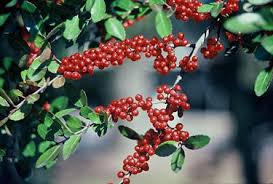 Red Ilex Vomitoria Yaupon Holly Tree Seeds for Planting  Perennial Garden Essential