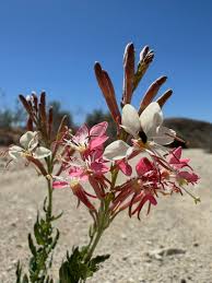 Oenothera Suffrutescens Flower Seeds  Evening Primrose Planting Seeds for Vibrant Garden Blooms