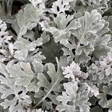 Gray Cineraria Miller Seeds for Planting