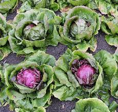 Burgundy Radicchio Planting Seeds - Grow Your Own