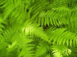 Light Green Fern Pteridophyta Seeds for Planting Garden Favorite Heirloom & GMO Free Seeds for Home Garden
 
 Sale