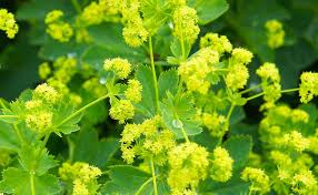 Planting Guide for Achemilla Mollis Seeds