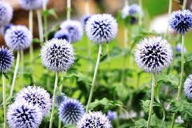 Purple Rattlesnake Flower seeds for Planting - Long Bloom Season, Heirloom & GMO Free Seeds for Home Garden