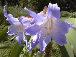 Purple Echte Amaryllis Seeds for Planting  Stunning Perennial Blooms