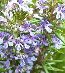 Purple Rosmarinus Flower seeds for Planting - Pollinator Friendly, Heirloom & GMO Free Seeds for Home Garden