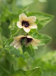 Cream Henbane Seeds for Planting