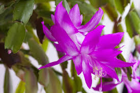 White Pink Zygocactus Flower seeds for Planting - Seasonal Bloomer, Heirloom & GMO Free Seeds for Home Garden