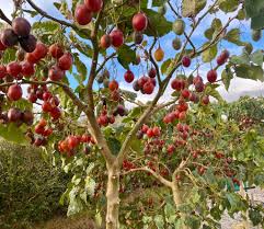 Tamarillo Seeds - Perfect for Planting