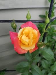Yellow Pink Climbing Rose for Planting Premium Quality Heirloom & GMO Free Seeds for Home Garden Sale