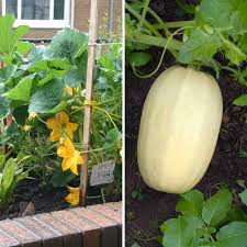 Yellow Spaghetti Vegetable Seeds Planting