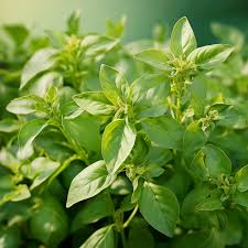 Basil Seed Mix  Perfect for Planting