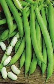 White Marrow Bean Seeds for Planting - High-Quality Vegetable Seeds