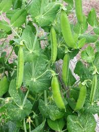 Sugar Ann Snap Peas Pisum sativum Seeds for Planting in Vegetable Patch