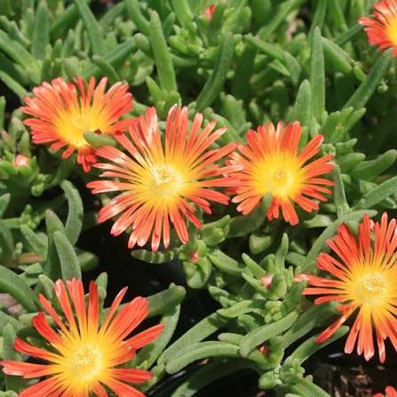 Yellow Red Ice Flower Seeds for Planting - Vibrant Annual Blooms Heirloom Non-GMO Seeds