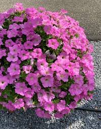 Purple Surfinia Planting Seeds - Perfect for Colorful Blooms