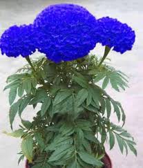 Beautiful Blue Marigold Flower Seeds for Your Home Garden