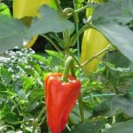 Yellow Bedder Pepper Planting Seeds