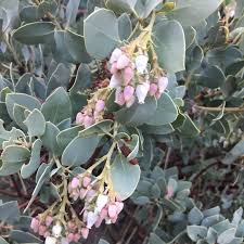 Elevate Your Outdoors with Whiteleaf Manzanita Planting  Seed for Stunning Shrubbery - Evergrowseeds