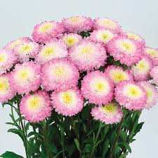 Pink Bellis Perennis Flower Seeds for Planting