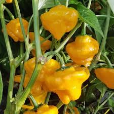 Premium Bonnet Vegetable Seeds - Easy Planting Guide Included