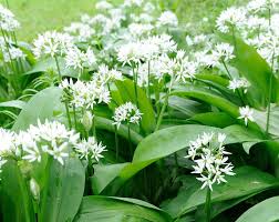 Ursinum Flower Planting Seed for Plantings for Planting - Vibrant Blooms for Your Garden Heirloom Non-GMO Seeds
