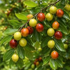 Orange Ziziphus Spinosa Seeds for Planting