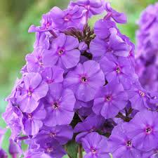 Midnight Bonbon Phlox Seeds for Planting Phlox paniculata for flower beds and border gardens