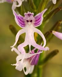 Naked Man Orchid Seeds for Planting - Unique Flowering Plant Seeds