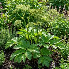 Ashitaba Seeds (Angelica keiskei) – Rare Japanese Herb