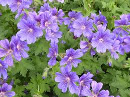 Violet Climbing Geranium Seeds for Planting  Enhance Your Garden
