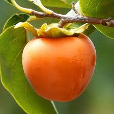 Orange Persimmon Seeds for Planting - Grow Juicy Fruit Trees