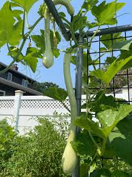 Trombocino Vegetable Seeds for Easy Planting
