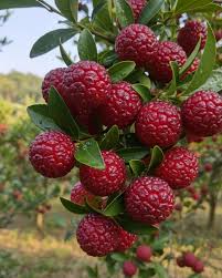 Yangmei Fruit Seeds for Planting  Premium Quality Seeds for Cultivating Exotic, Sweet, and Juicy Yangmei Fruits in Your Home Garden