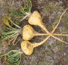 Maca Vegetable Seeds for Easy Planting