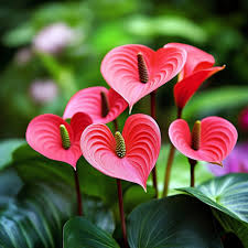 Pink Anthurium Linden Flower Seeds for Planting Compact Growth Heirloom & GMO Free Seeds for Home Garden
 
 Sale