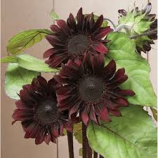 Chocolate Sunflower Seeds - Perfect for Planting