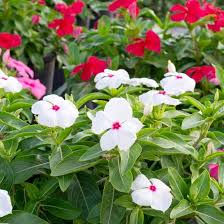 White Vinca Flower Seeds for Planting  Ideal for Lush Gardens and Vibrant Landscapes