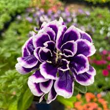 Blue Black Phantom Flower Seeds for Planting