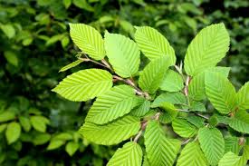 Slippery Elm Seeds for Planting: Nourish Your Garden with This Unique Tree
