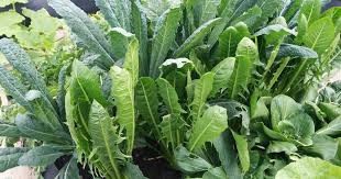 Kale Vegetable Seeds for Easy Planting