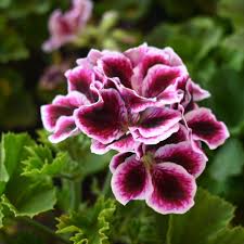White Purple Geranium Flower Seeds for Planting Long Bloom Season Heirloom & GMO Free Seeds for Home Garden
 
 Sale