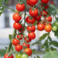 Red Bonsai Tomato Planting Seeds for Home Gardens