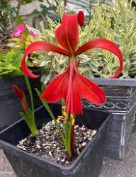 Sprekelia Flower Seeds for Planting - Unique and Vibrant Blooms for Your Garden