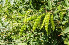 Jamaica Gungo Vegetable Seeds for Planting  High-Quality Seeds for Your Garden