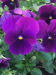 Blue Crystal Flower Seeds - Perfect for Planting