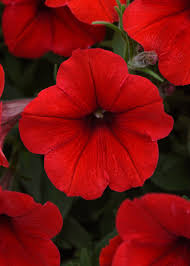 Petunia Red Easy Wave Flower Seeds for Planting - Vibrant Annual Blooms
