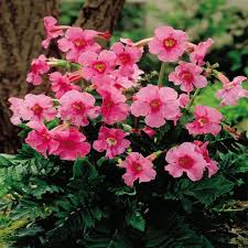 Pink Incarvillea Flower Seeds for Planting - Vibrant Perennial Blooms