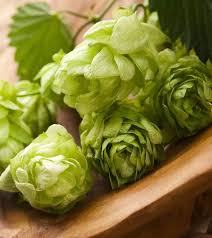 Green Humulus Lupulus Flower seeds for Planting - Cut Flower Favorite, Heirloom & GMO Free Seeds for Home Garden