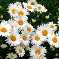 White Perennial Flower Seeds for Easy Planting