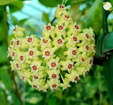 Green Purple Hoya Flower Seeds for Planting Compact Growth Heirloom & GMO Free Seeds for Home Garden
 
 Sale